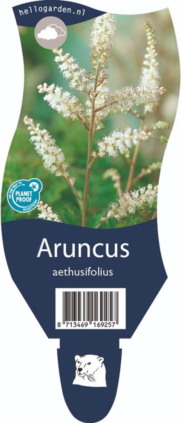 Aruncus aethusifolius - P11